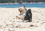 YORKSHIRE TERRIER 147